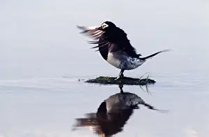 B Moose Peterson: LONG TAILED DUCK - flapping wings, surrounded by water