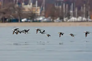 Hyemalis: Long-tailed Duck - in flight
