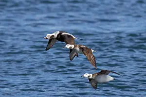 Hyemalis: Long-tailed Duck - in flight