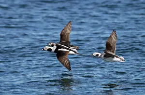 Clangula: Long-tailed Duck - male and females in flight