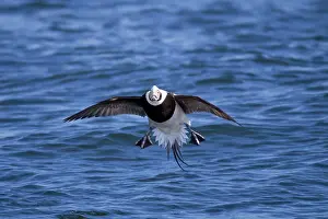 Hyemalis: Long-tailed Duck - male in flight