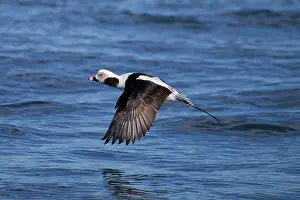 Hyemalis: Long-tailed Duck - male in flight