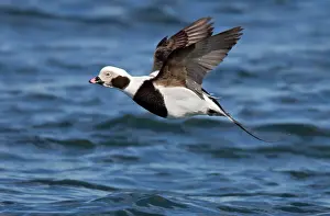 Clangula: Long-tailed Duck - male in flight
