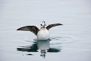 Oldsquaw: Long-Tailed Duck or Oldsquaw - Female Flapping Wings