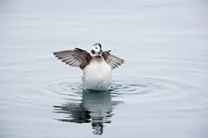Oldsquaw: Long Tailed Duck or Oldsquaw - Female Flapping Wings
