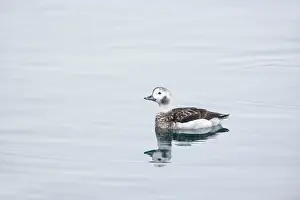 Oldsquaw: Long Tailed Duck or Oldsquaw - Female in Winter Plumage