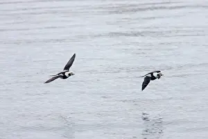 Oldsquaw: Long-Tailed Duck or Oldsquaw - In Flight
