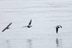 Oldsquaw: Long Tailed Duck or Oldsquaw - In Flight