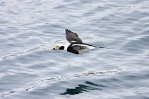 Oldsquaw: Long Tailed Duck or Oldsquaw - In Flight