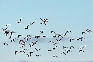 Clangula: Long-tailed Duck / Oldsquaw - in flight