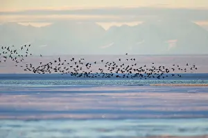 Clangula: Long-tailed Duck / Oldsquaw - in flight with Brooks