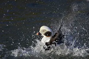 Oldsquaw: Long-tailed Duck or Oldsquaw - Washing