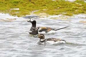 Drake: Long-tailed Duck pair