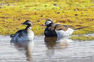 Drake: Long-tailed Duck pair