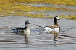 Drake: Long-tailed Duck pair
