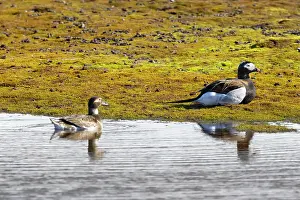 Drake: Long-tailed Duck pair