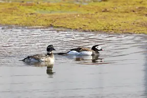 Drake: Long-tailed Duck pair