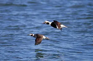 Hyemalis: Long-tailed Duck - pair in flight