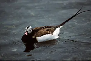 Ian Beames: LONG-TAILED DUCK - In summer plumage