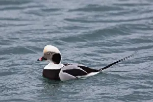 Clangula: Long-tailed Duck swimming drake Iceland