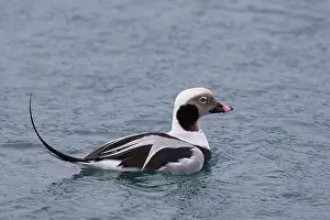 160517: Long-tailed Duck swimming drake Iceland