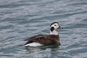 160517: Long-tailed Duck swimming duck Iceland