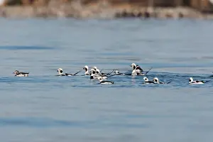 Hyemalis: Long-tailed Duck - in water
