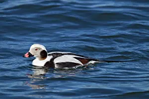 Hyemalis: Long-tailed Duck - in water - February