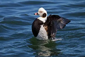 Hyemalis: Long-tailed Duck - in water stretching wings