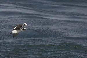 Hyemalis: Long-Tailed Ducks