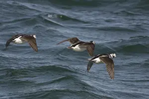 Hyemalis: Long-Tailed Ducks