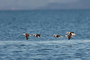 Clangula: Long-tailed Ducks - in flight