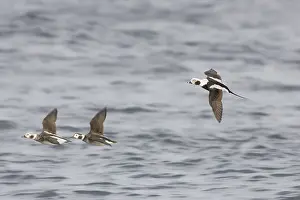 Clangula: Long-Tailed Ducks in flight