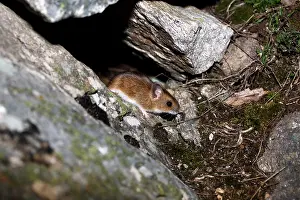 Sylvaticus: Long-tailed field mouse (Apodemus sylvaticus), Guadarrama