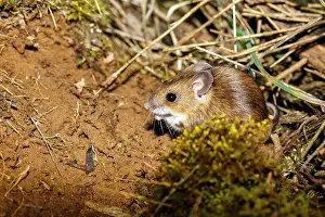 Sylvaticus: Long-tailed field mouse (Apodemus sylvaticus), Guadarrama