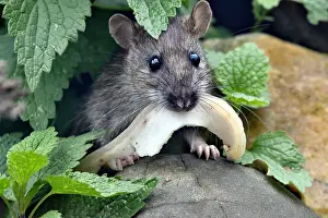 Sylvaticus: Long-tailed field mouse (Apodemus sylvaticus) coming