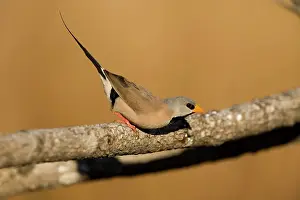 Acuticauda: Long-tailed Finch