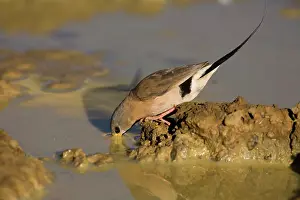 Puddles: Long-tailed Finch - drinking