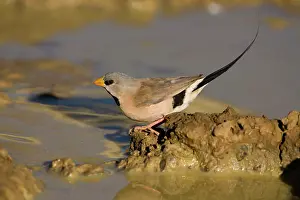 Puddles: Long-tailed Finch - drinking at an overflowing cattle trough