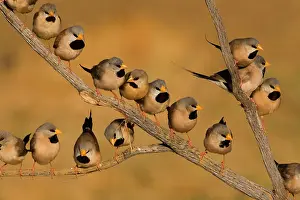 Acuticauda: Long-tailed Finch flock - coming to drink at a