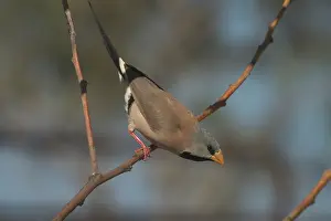 Kimberley: Long-tailed Finch - Kimberley subspecies with yellowish