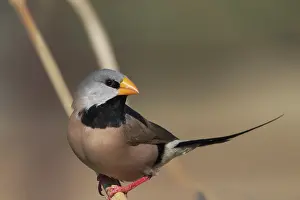 Kimberley: Long-tailed Finch - Kimberley subspecies with yellowish bill