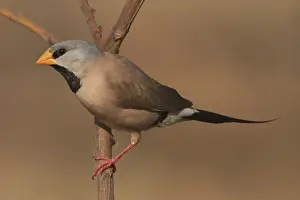 Kimberley: Long-tailed Finch - Kimberley subspecies with yellowish bill