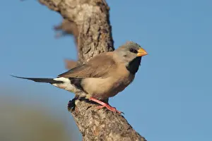 Kimberley: Long-tailed Finch - Kimberley subspecies with yellowish