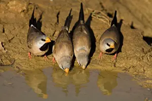 Puddles: Long-tailed Finches - drinking at a drying pool