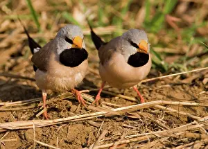 Acuticauda: Long-tailed Finches - feeding on the ground