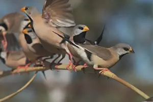 Acuticauda: Long-tailed Finches - juvenile in foreground