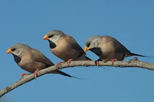 Kimberley: Long-tailed Finches - Kimberley subspecies with