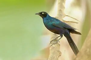 Marakissa: Long-tailed Glossy Starling