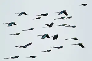 Lamprotornis: Long-tailed Glossy-Starling flock in flight